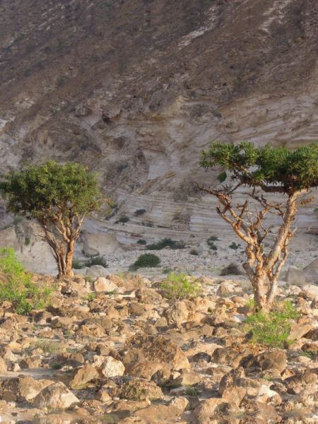 Incense trees. Dhofar region in Oman