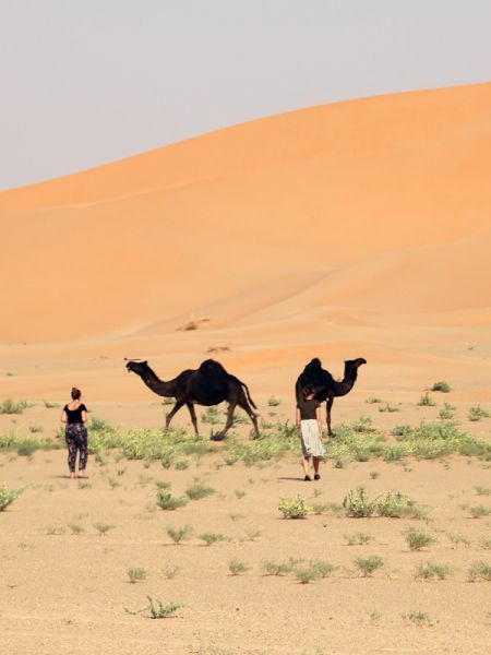 Camel Desert Rub Al Khali Oman