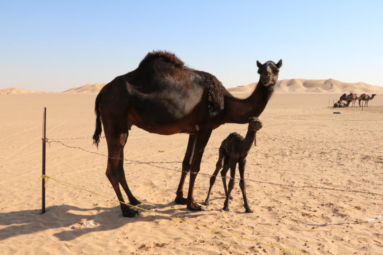 Dromadaires dans le Empty quarter