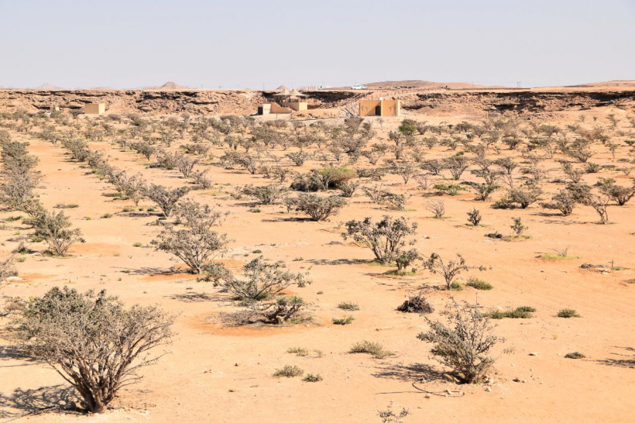 Région est classée par l’Unesco "Terre de l’encens"